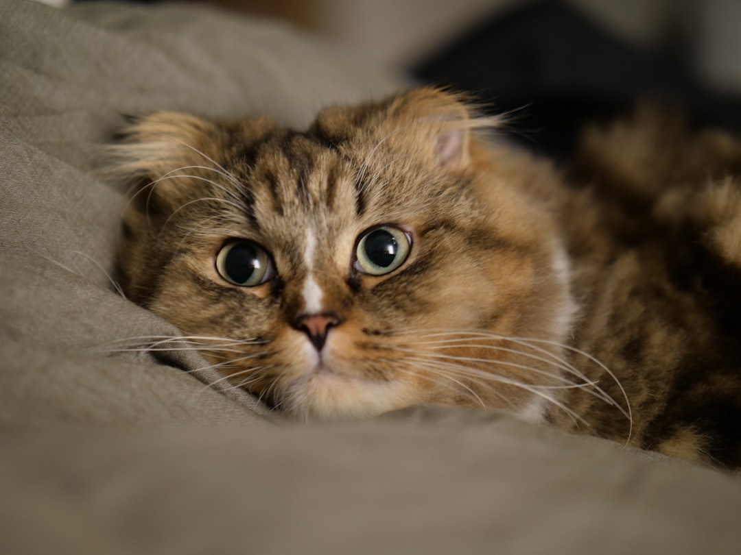 American Curl cat