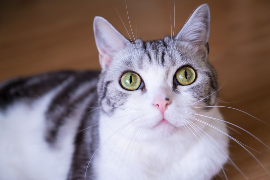 American Wirehair cat