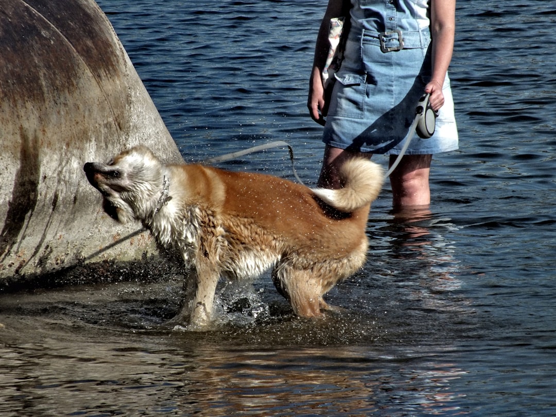 Akita dog