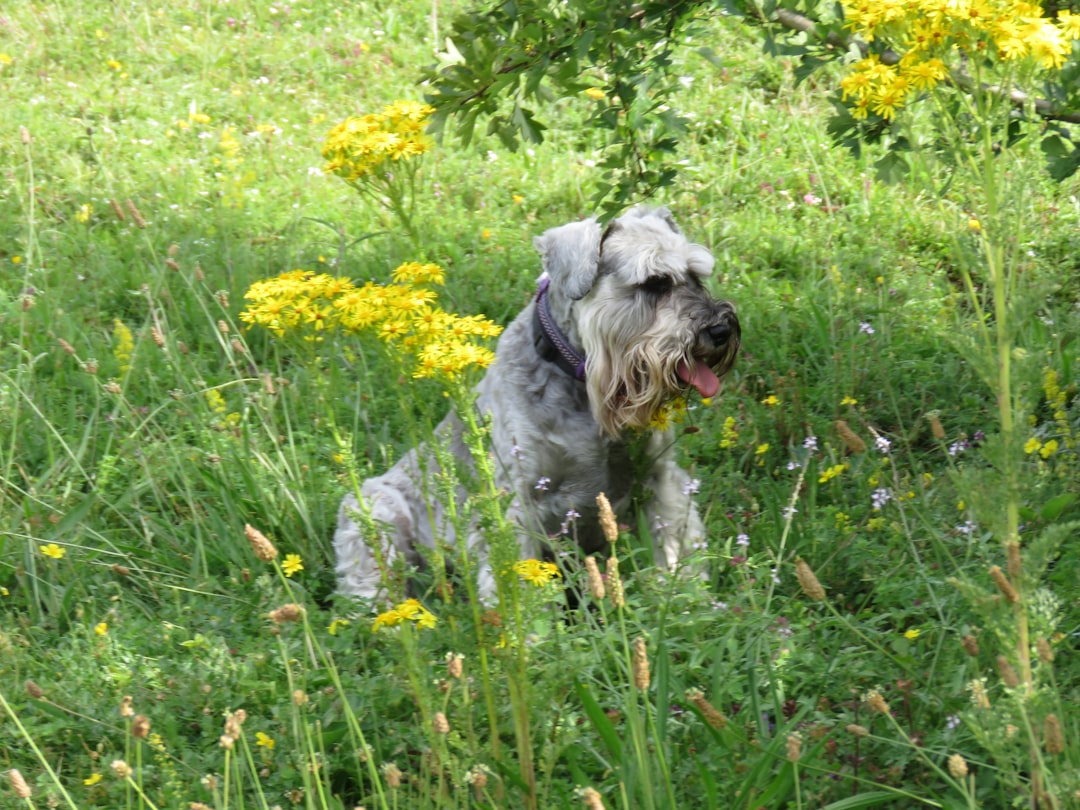 Miniature Schnauzer — dog