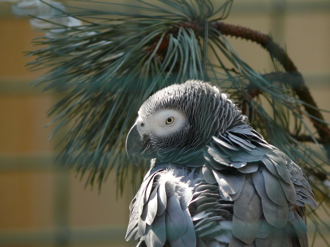 African Grey Parrot parrot