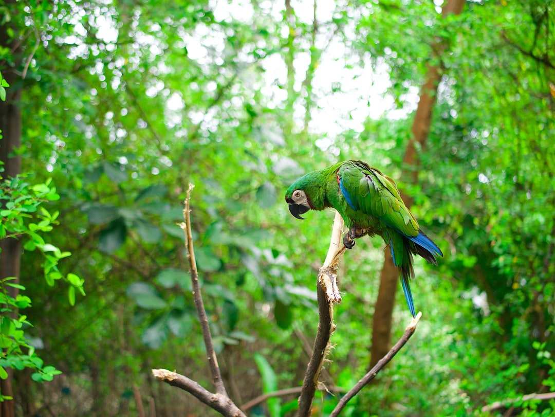 Amazon Parrot parrot