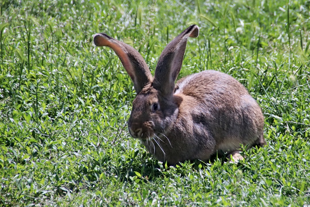 Flemish Giant rabbit