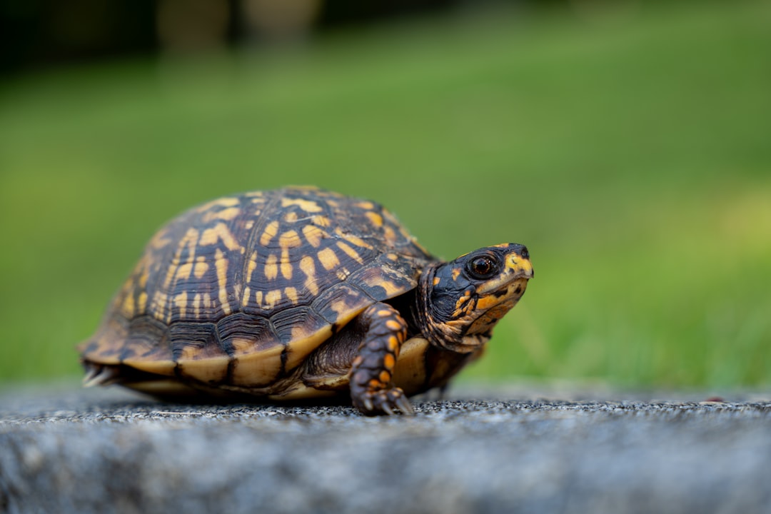 Box Turtle turtle