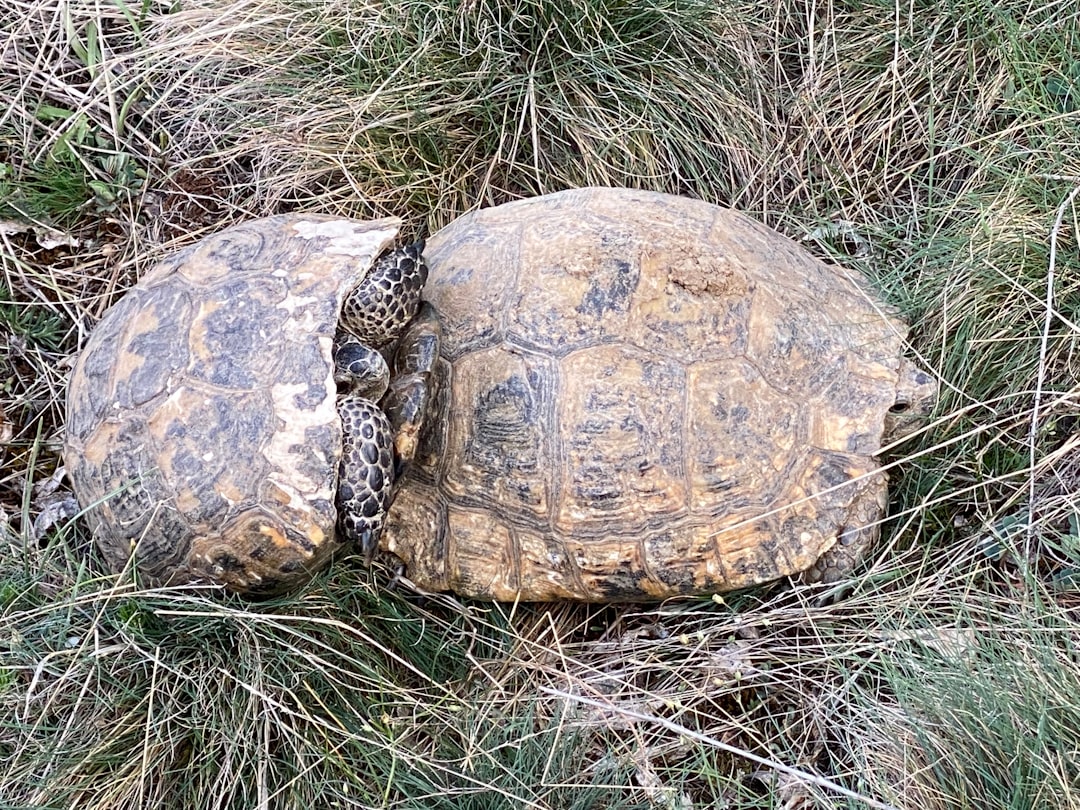 Leopard Tortoise turtle