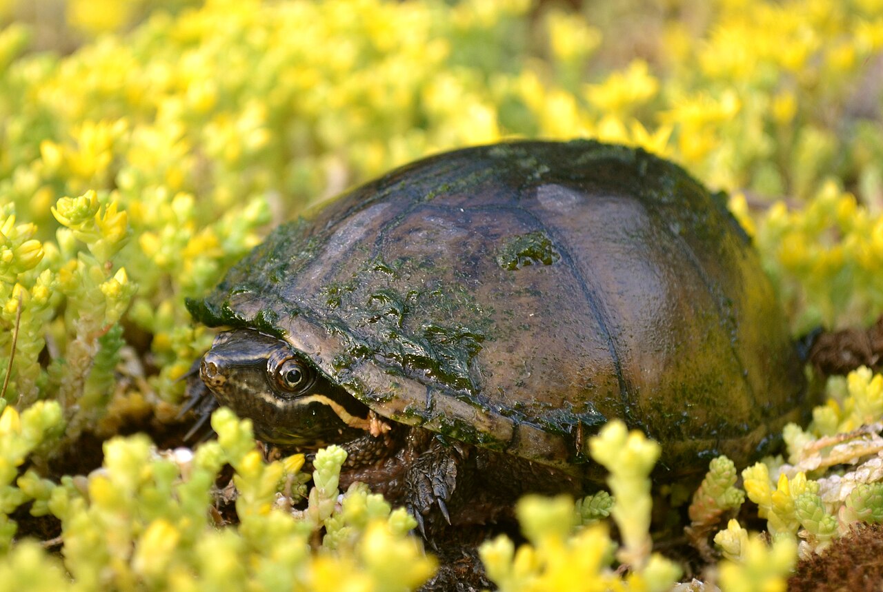 Musk Turtle turtle