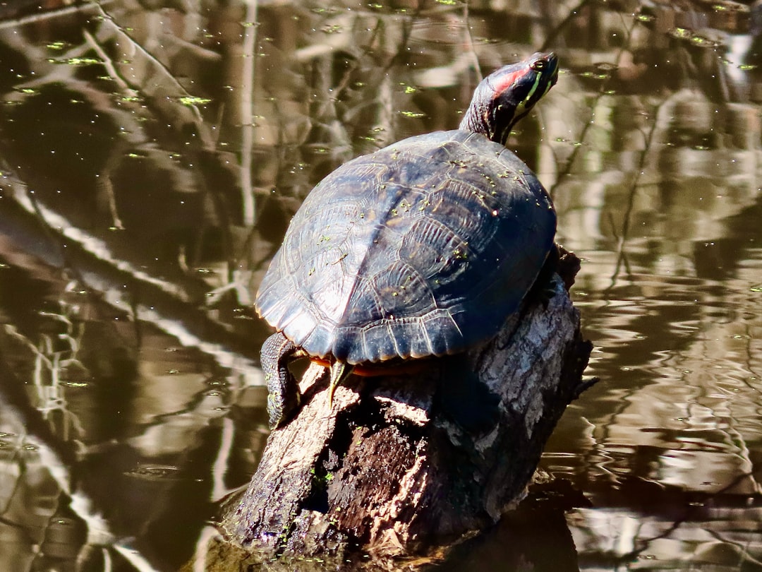 Red-Eared Slider turtle
